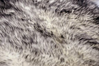 Gradient Grey Animal Print Area Rug  Warm Home View