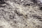 Gradient Grey Animal Print Area Rug  Warm Home View
