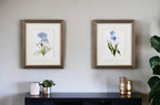 Set of Two Watercolor Dark Blue Flowers Wall Art  Warm Home View