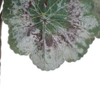 Set of Two 18" Red And Green Artificial Flowering  Warm Home View